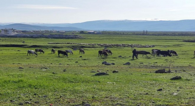 Ardahan'da Kuduz alarmı