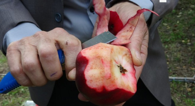 DAP destekledi, 'Posof Badele Elması' tescillendi