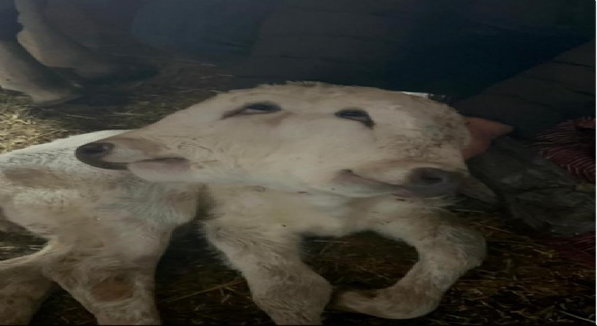 Şenkaya'da çift başlı buzağı dünyaya geldi