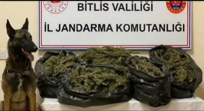 10 kilo 200 gram skunk ele geçirildi