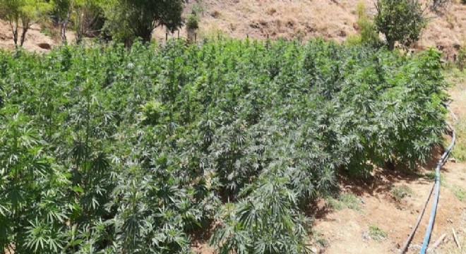 105 bin kök kenevir ele geçirildi
