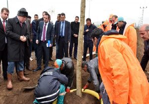 Ağaçlandırmada ‘büyük' açılım