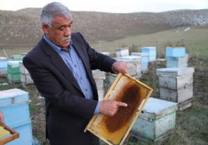 170 kovan bir ayda söndü..!