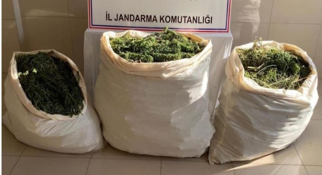 174 kilo esrar ele geçirildi