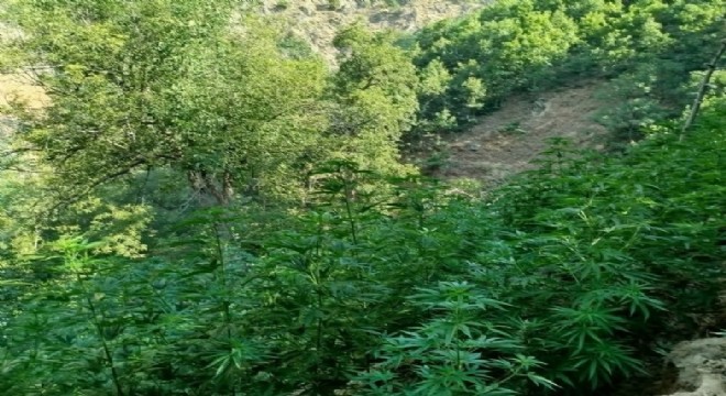 18 bin kök kenevir bitkisi ele geçirildi