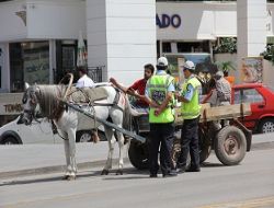 Erzurum'da at arabası yasağı