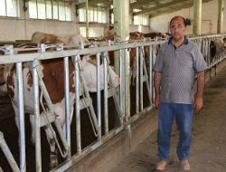 İthal inekler defolu çıktı 