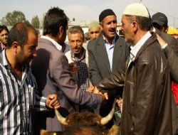 Kurbanlık piyasası açıldı