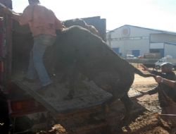 Kurbanlıklar pazara indi 