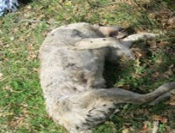 Bunun adı vahşet…!