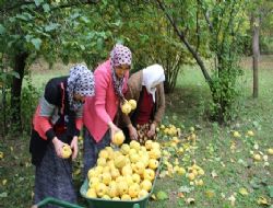 Olur'da ayva hasadı