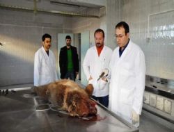 Hayvanseverlerden tepki