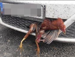 Tampona sıkışan horoz 30 km yol katetti 