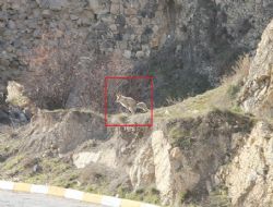 İlçe merkezine tilki indi