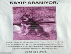 Kayıp köpek ilanla aranıyor