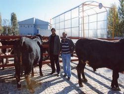 Hayvan pazarı 2 gün kurulacak