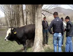 Pasinler'de inek kurtarma operasyonu