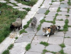 Kedilerden merhamet dersi