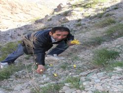 Lale Dağları'nda lale sayısı azalıyor 