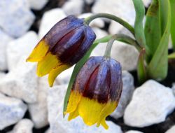 Koruma başarı getirdi