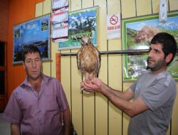 Şahin yavrusuna kasap sahip çıktı