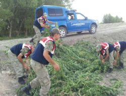 Jandarma'dan hint kenevir operasyonu