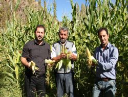 Ormanağzı'nda bir mevsimde iki ürün