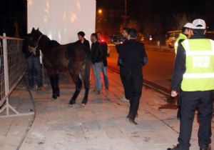 Ahırdan kaçtı, trafiği karıştırdı