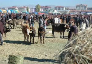 Erzurumlu besicilerin yüzü gülüyor