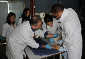 Erzurum'da soğuk hava balık üretimini tetikledi