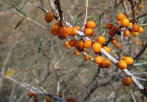 Erzurum'da Yabanıl Meyve Türleri koruma altında