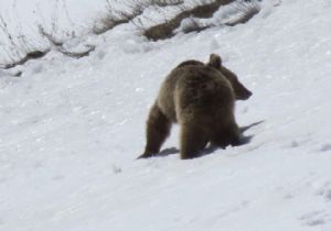 Kaçkarlarda doğa uyandı