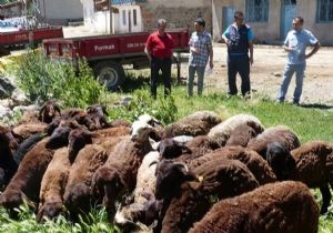 Oltu'da Or-Köy süreci devam ediyor