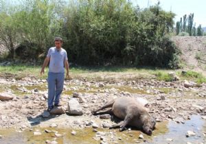 Oltu'da bostan sahipleri domuz nöbetinde