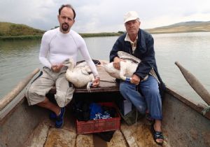 Doğu'da Tepeli pelikanlar uydudan izlenecek