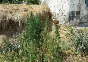 Akyaka'da hint keneviri operasyonu