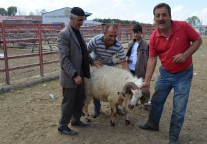 Erzurum Kurbanlık Pazarı siftah etti