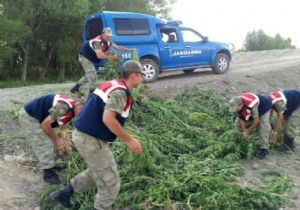 Pasinler'de hint keneviri operasyonu