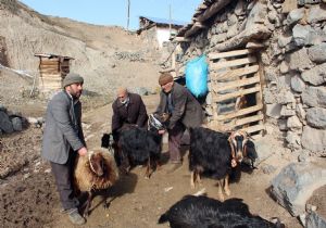 Şendurak'ta kurt saldırısı