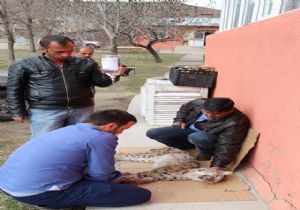 Yaralı vaşak için seferber oldular