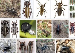 Karayazı'dan böcek kaçıran Alman yakalandı