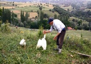 Kaz besicisinden ilgi çekici gösteri