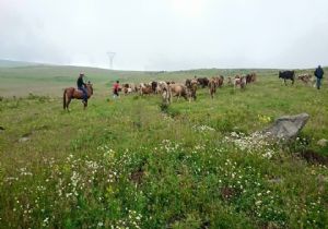 Doğu'da Yayla sezonu başladı