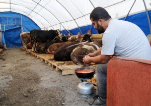 Besiciler kurbanlık nöbetinde