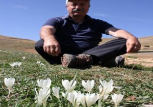 Oltu'da bir doğa harikası