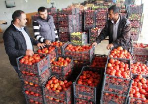 Organik Tarım bereket getirdi