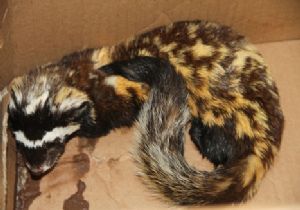 Alaca sansar koruma altında