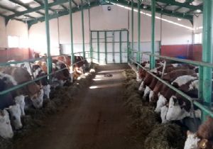 Büyükşehir'den Organik Proje