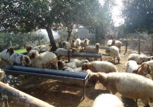 Orman Köylülerine 19 milyonluk destek