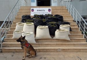 241 kilo esrar yakalandı